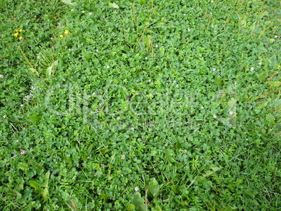 green clover