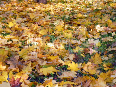 yellow maple carpet