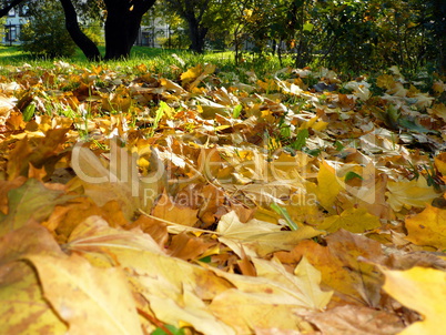 yellow maple carpet