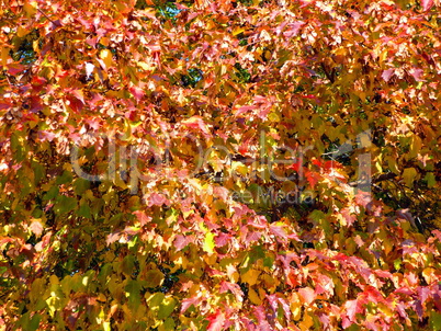 birch at autumn