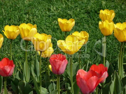 red and yellow tulip at spring