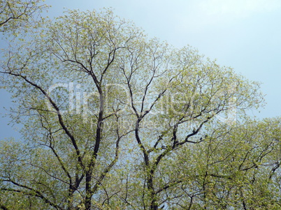 tree at spring