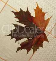 maple leaf on tablecloth