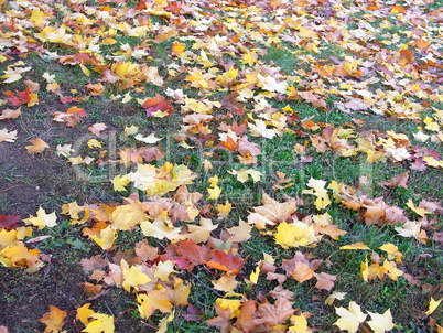maple yellow leafs