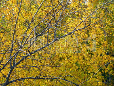 birch at autumn
