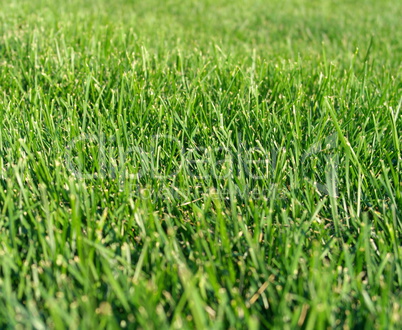 green grass