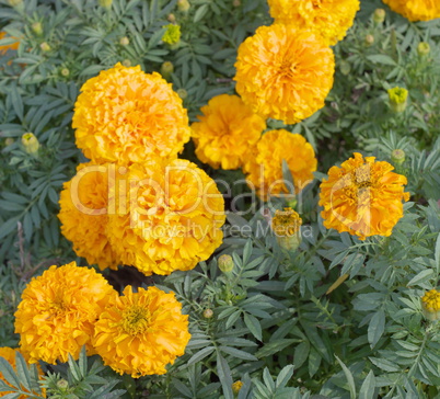 Yellow Flowers