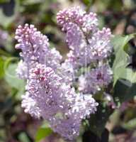 Lilac at Spring