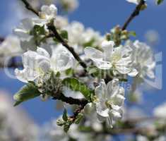 Apple Flower at Spring