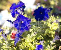 blue flower Campanula ad dry sunny day