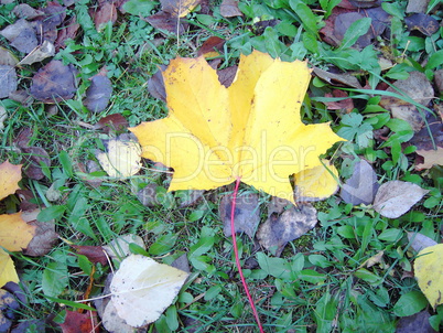 yellow leaf on earth