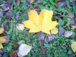 yellow leaf on earth