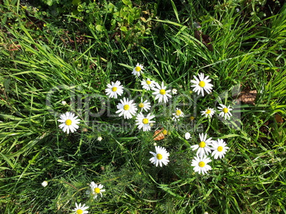 chamomile at dry sunny day