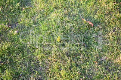 green grass for background