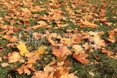 yellow maple leafs