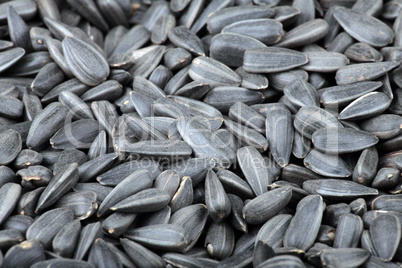 many of sunflower seeds background