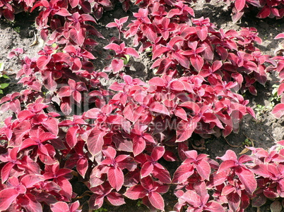 red leafs on flowerbed