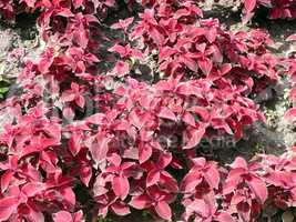 red leafs on flowerbed