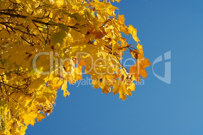 yellow maple leafs on tree