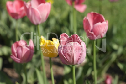 Red Tulip at Spring