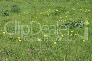 Dandelion at Spring