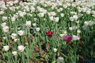 White Tulip at Spring