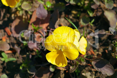 yellow flower at spring