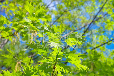 tree at spring Day