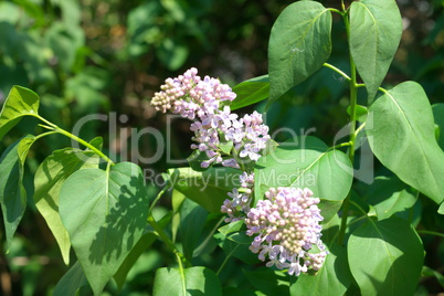 Lilac at Spring