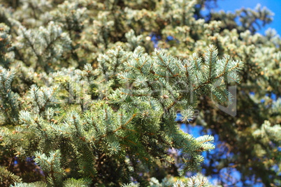 fir tree