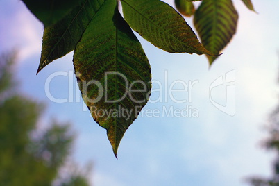 green leafs on sky background