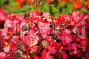 red little flowers