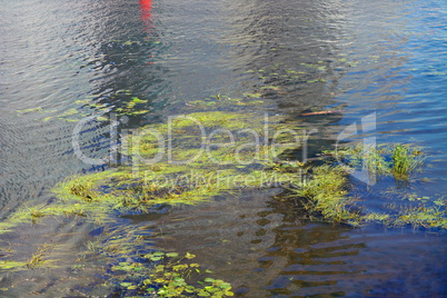 grass on water