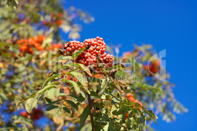 ashberry at dry sunny day