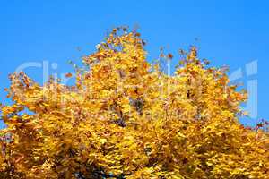 yellow maple tree