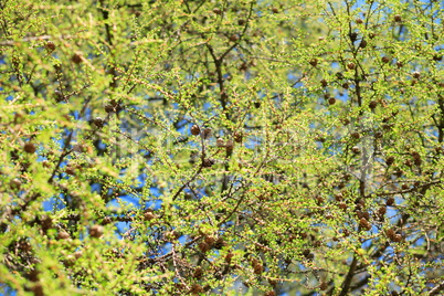 tree at spring