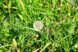 dandelion at spring