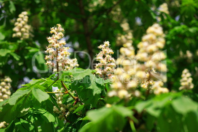 chestnut at spring