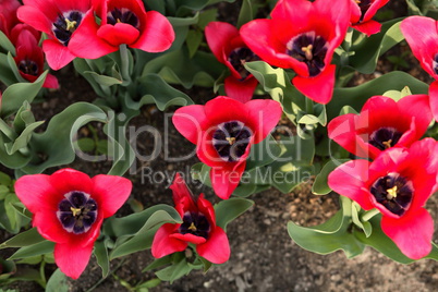 red tulip at spring