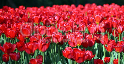 red tulip at spring