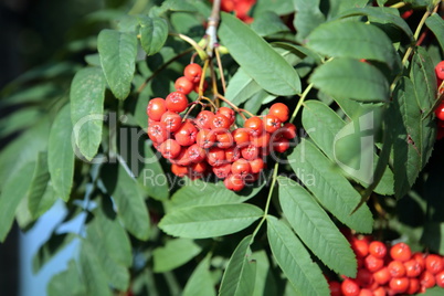 ashberry with leafs