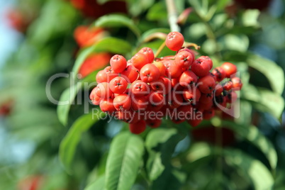 ashberry with leafs