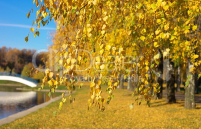 Birch at Autumn Day