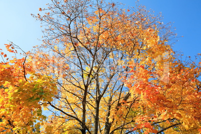 yellow leafs on tree