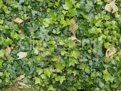 Green ivy background