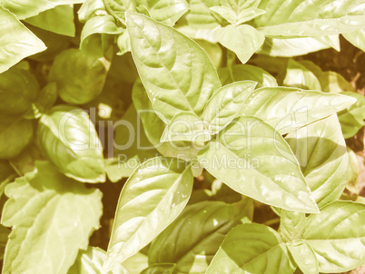 Retro looking Basil