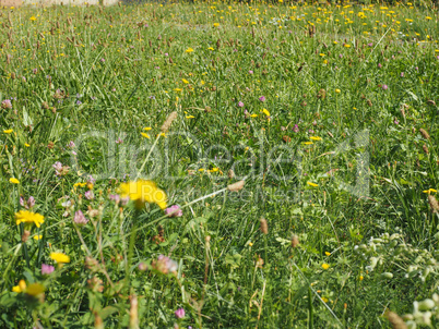 Green grass meadow background