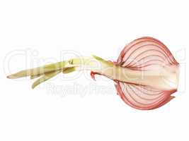 Retro looking Red onions vegetable sliced isolated