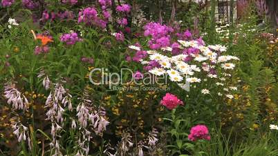 Phlox and Camomile in the garden