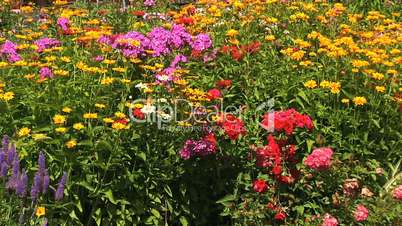 colourful flowerbed in the garden